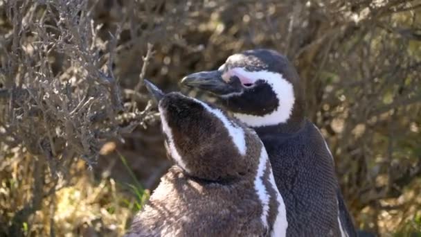 Двоє Магелланових Пінгвінів Мати Немовлям Які Миють Сидять Сонці Між — стокове відео