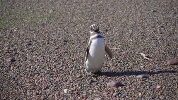 在南美洲阿根廷巴塔哥尼亚的蓬托通博岩石表面行走的麦哲伦企鹅 — 图库视频影像