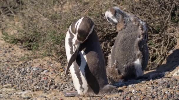 Dois Pinguins Magalhães Uma Mãe Uma Criança Sol Entre Arbustos — Vídeo de Stock