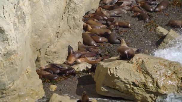 Primer Plano Big Group Sealions Una Pequeña Playa Rocosa Cerca — Vídeos de Stock