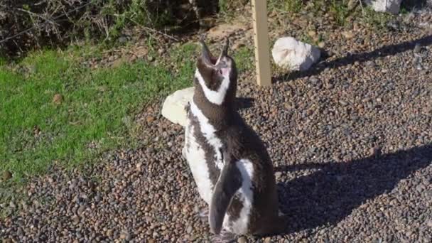 Магеллановий Пінгвін Відвідує Пту Томбо Патагонія Аргентина Південна Америка — стокове відео