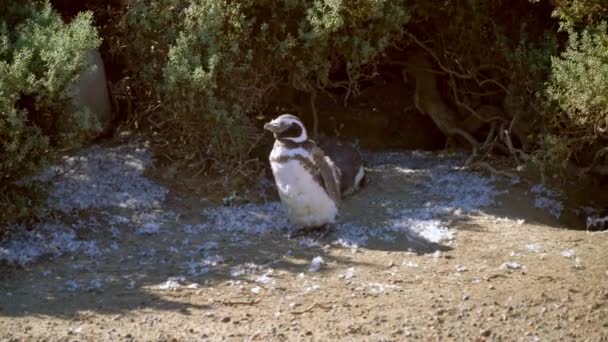 Ung Magellansk Pingvin Ömsning Och Sitter Mellan Fjädrar Punto Tombo — Stockvideo