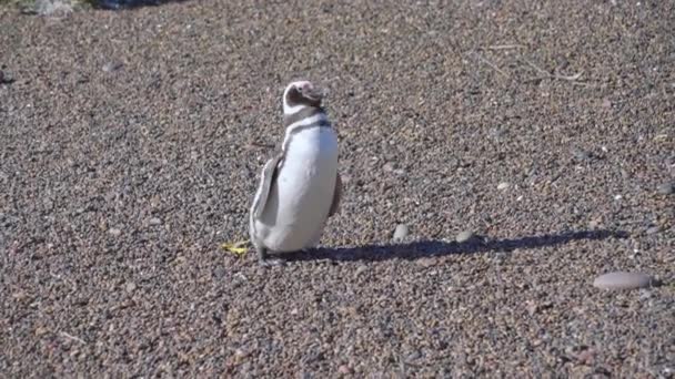 Магеллановский Пингвин Гуляющий Скальной Поверхности Пунто Томбо Патагонии Аргентина Южная — стоковое видео