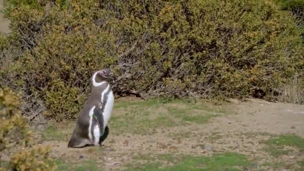 Pinguim Magalhães Caminhando Entre Arbustos Punto Tombo Patagônia Argentina América — Vídeo de Stock