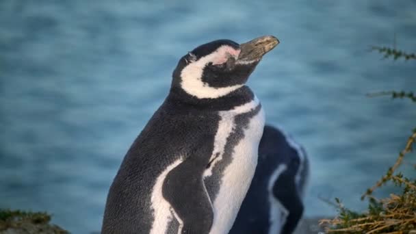 Pinguim Magalhães Desfrutando Pôr Sol Península Valdez Patagônia Argentina América — Vídeo de Stock