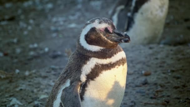 Pingüino Magallanes Disfrutando Puesta Sol Península Valdez Patagonia Argentina América — Vídeos de Stock