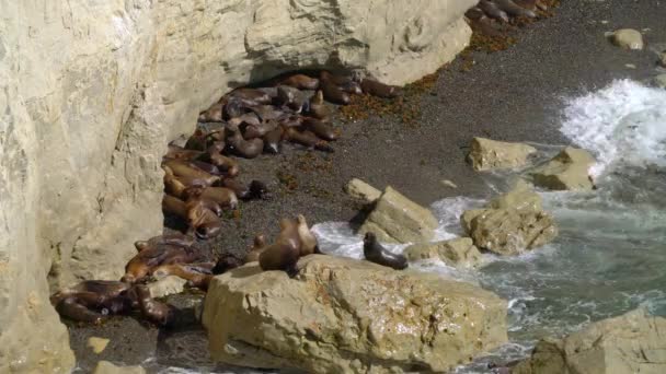 在阿根廷巴塔哥尼亚Madryn港附近的一个小岩石海滩上拍摄的一组海龙的中景照片 — 图库视频影像