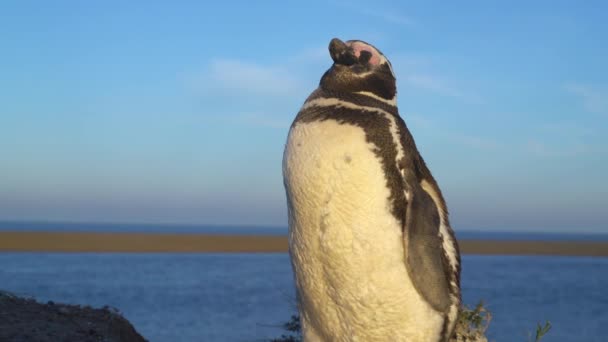 Pingüino Magallanes Disfrutando Puesta Sol Península Valdez Patagonia Argentina América — Vídeos de Stock