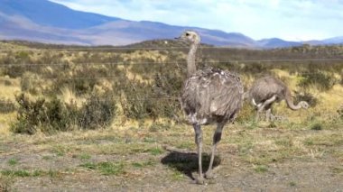 İki Nandus Şili 'de Torres del Paine yakınlarında yiyecek arıyor.