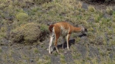 Guanaco Şili 'de Torres del Paine yakınlarında otluyor.