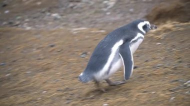 Şili 'nin güneyindeki Magdalena Adası' nda yürüyen Macellan Pengueni