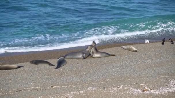 Foto Mediana Pequeño Grupo Marineros Una Playa Península Valdez Patagonia — Vídeos de Stock