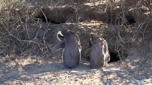 Dos Pingüinos Magallánicos Lavándose Sentándose Sol Entre Arbustos Punto Tombo — Vídeos de Stock