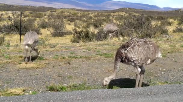 Twee Nandus Zoek Naar Voedsel Dicht Bij Torres Del Paine — Stockvideo