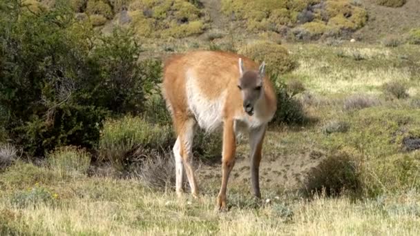 Guanaco Weidet Der Nähe Von Torres Del Paine Chile — Stockvideo