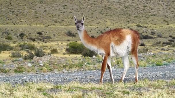 Guanaco Pastando Perto Torres Del Paine Chile — Vídeo de Stock