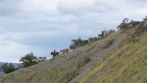 Groep Paarden Lopend Bergafwaarts Het Torres Del Paine National Park — Stockvideo