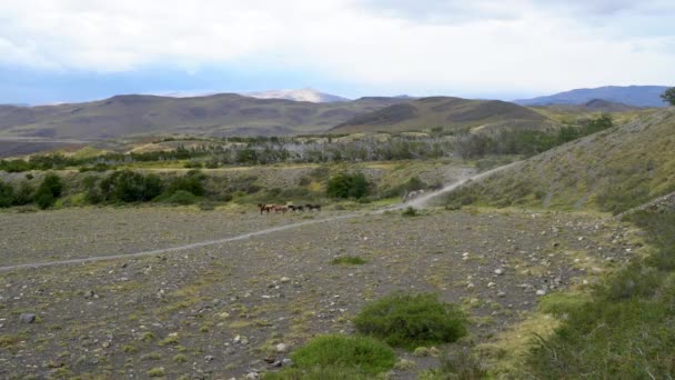 Grupo Caballos Caminando Cuesta Abajo Parque Nacional Torres Del Paine — Vídeos de Stock