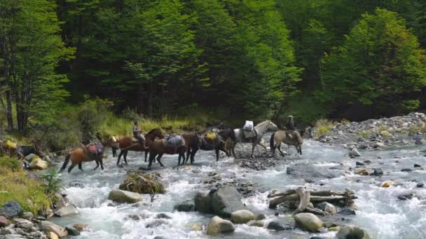 Groep Paarden Die Een Rivier Oversteken Het Torres Del Paine — Stockvideo