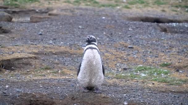 チリの南にあるマグダレナ島に立っている若いマゼランペンギンはまだ彼の羽を流しています — ストック動画