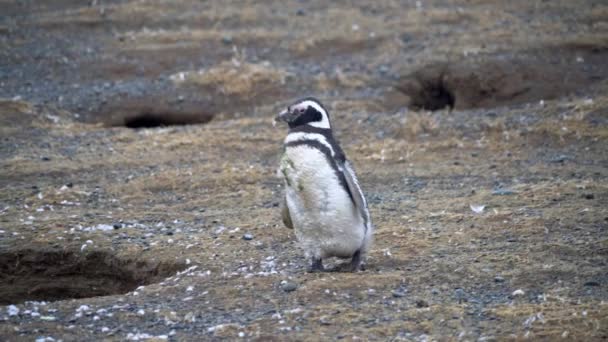 Tânărul Pinguin Magellanic Încă Își Varsă Penele Mergând Insula Magdalena — Videoclip de stoc