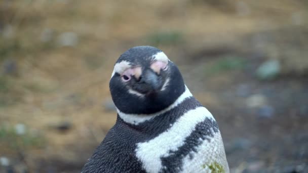 Close Magellanic Penguin Olhando Redor Ilha Magdalena Sul Chile — Vídeo de Stock