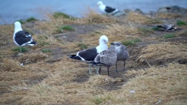 Kelp Gulls Chicks Looking Food Magdalena Island South Chile — Stock Video