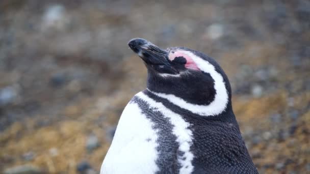 Dois Jovens Pinguins Magalhães Ainda Derramando Suas Penas Andando Ilha — Vídeo de Stock