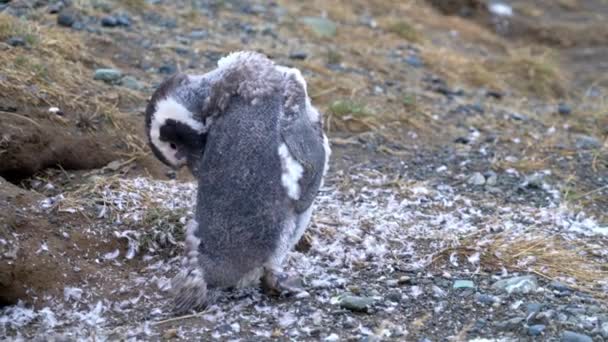 Penguin Muda Magellan Masih Menunjukkan Bulu Bulunya Berjalan Pulau Magdalena — Stok Video