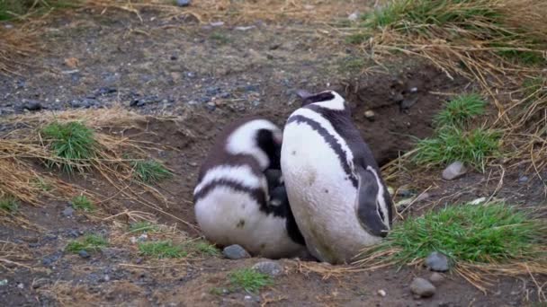 チリ南部のマグダレナ島を見回す2匹のマゼランペンギン — ストック動画