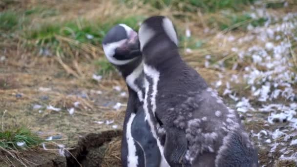 Gros Plan Pingouin Magellan Les Yeux Fermés Sur Île Madeleine — Video