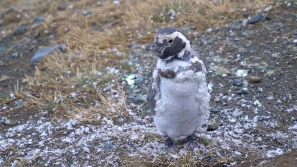 Young Magellanic Penguin Still Shedding His Feathers Looking Spreading His — Stock Video