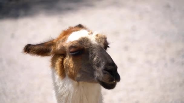 Marrón Blanco Lama Rodando Cabeza Tierra — Vídeos de Stock