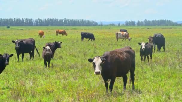 Vacas Pastando Campo Urugayo — Vídeo de stock