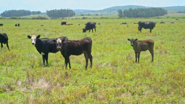 ウルガヤンの畑で牛の放牧 — ストック動画