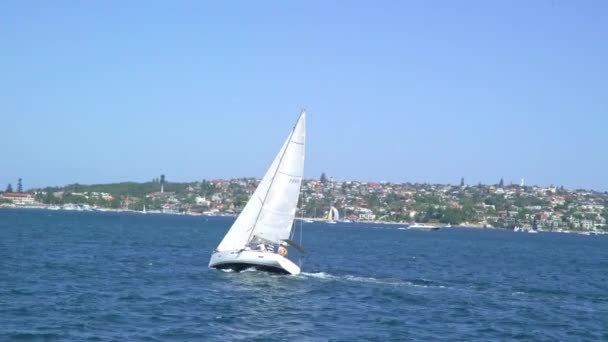 Locales Navegando Velero Puerto Sydney Sydney Nueva Gales Del Sur — Vídeos de Stock