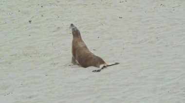 Avustralya, Kanguru Adası sahilindeki Sealion.