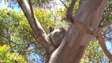 Avustralya 'daki Kanguru Adası' nda ağaçta oturan Koala.