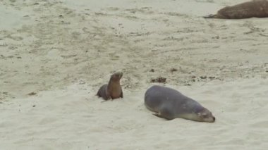 Avustralya, Kanguru Adası 'ndaki sahilde mevsimler