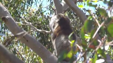 Avustralya 'daki Kanguru Adası' nda ağaçta oturan Koala.