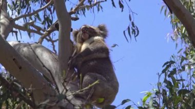 Avustralya, Kanguru Adası 'ndaki ağaçta Koala.