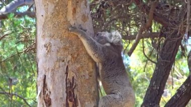 Koala Avustralya 'daki Kanguru Adası' nda ağaca tırmanıyor.