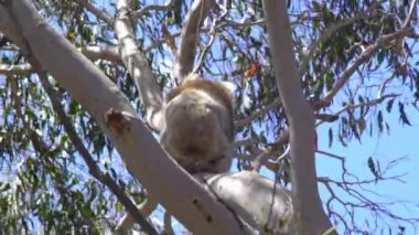 Avustralya, Kanguru Adası 'nda ağaca tırmanan Koala.