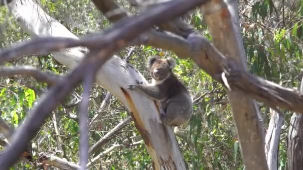 Koala Pendurado Árvore Ilha Canguru Austrália — Vídeo de Stock