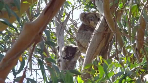 澳大利亚南部袋鼠岛上的考拉带着孩子在树上 — 图库视频影像