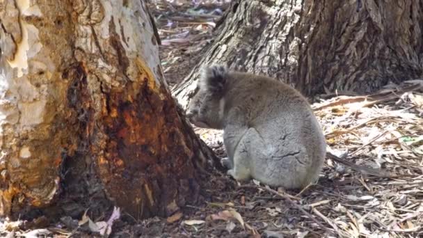 Koala Tronco Del Árbol Isla Canguro Australia — Vídeos de Stock