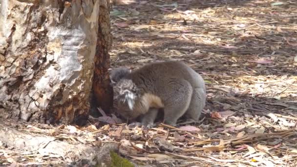 Koala Tronco Del Árbol Isla Canguro Australia — Vídeos de Stock