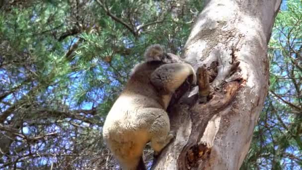 Koala Trepando Árbol Isla Canguro Australia — Vídeos de Stock