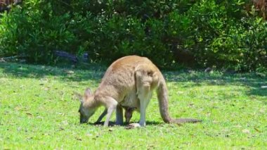 Kanguru anne, kesesinde bebekle birlikte Avustralya 'da ot yiyor.
