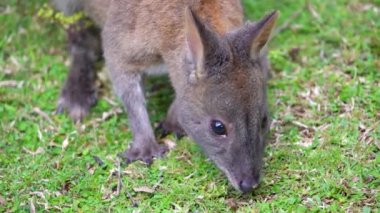 Wallaby Avustralya 'nın doğu yakasında çimen yiyor.